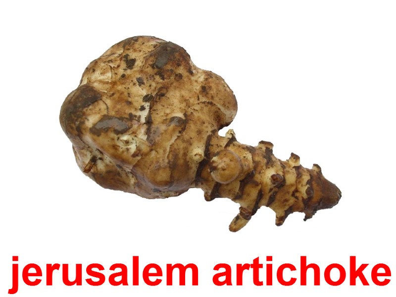 jerusalem artichoke